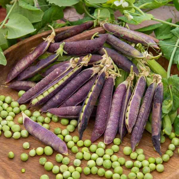 Légumes Secs - Pois Grimpant Capucine (Blauwshokker) - 20 m - face recto